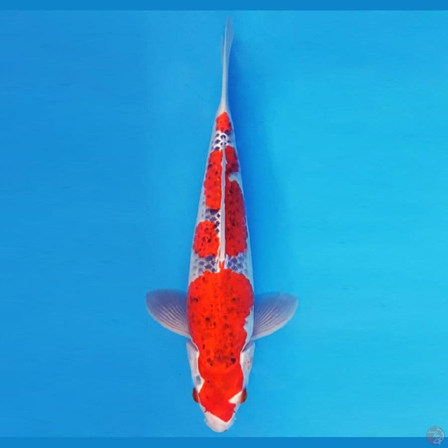 KYOSO 13 ~ GOSHIKI 34 cm/male ®