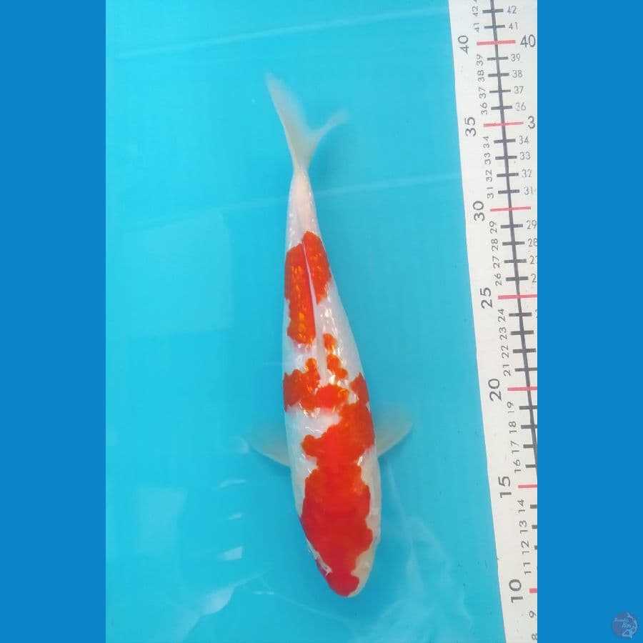 KOHAKU GINRIN 25CM FEMALE