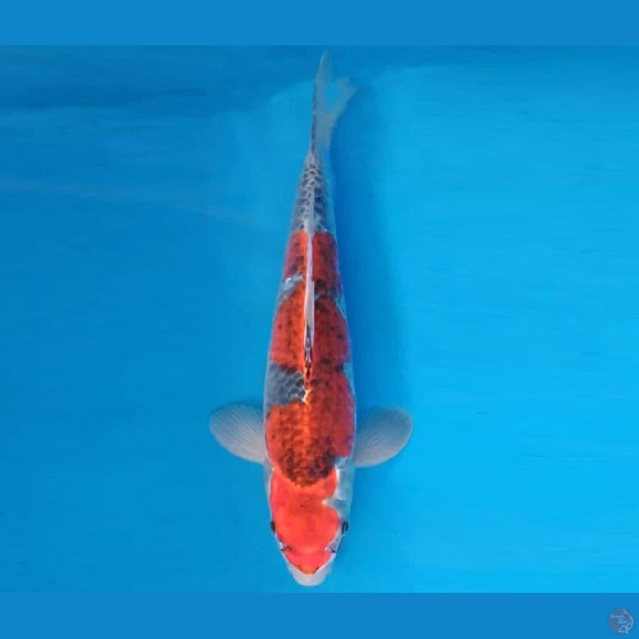 KYOSO 16 - BENI GINGA 33 cm/male ®