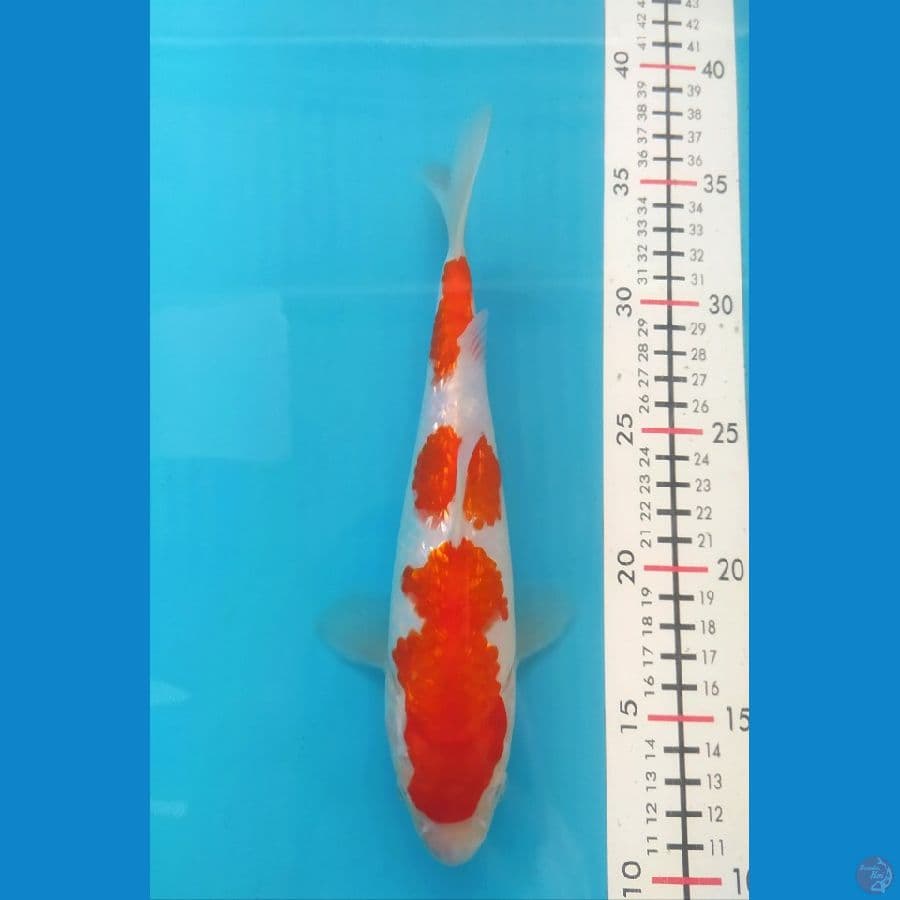 KOHAKU GINRIN 24CM FEMALE
