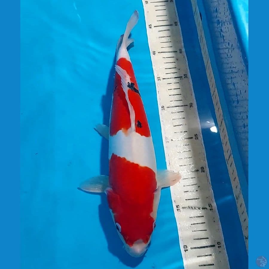 ORIGINAL SANKE DOITSU BULKY 35 CM
