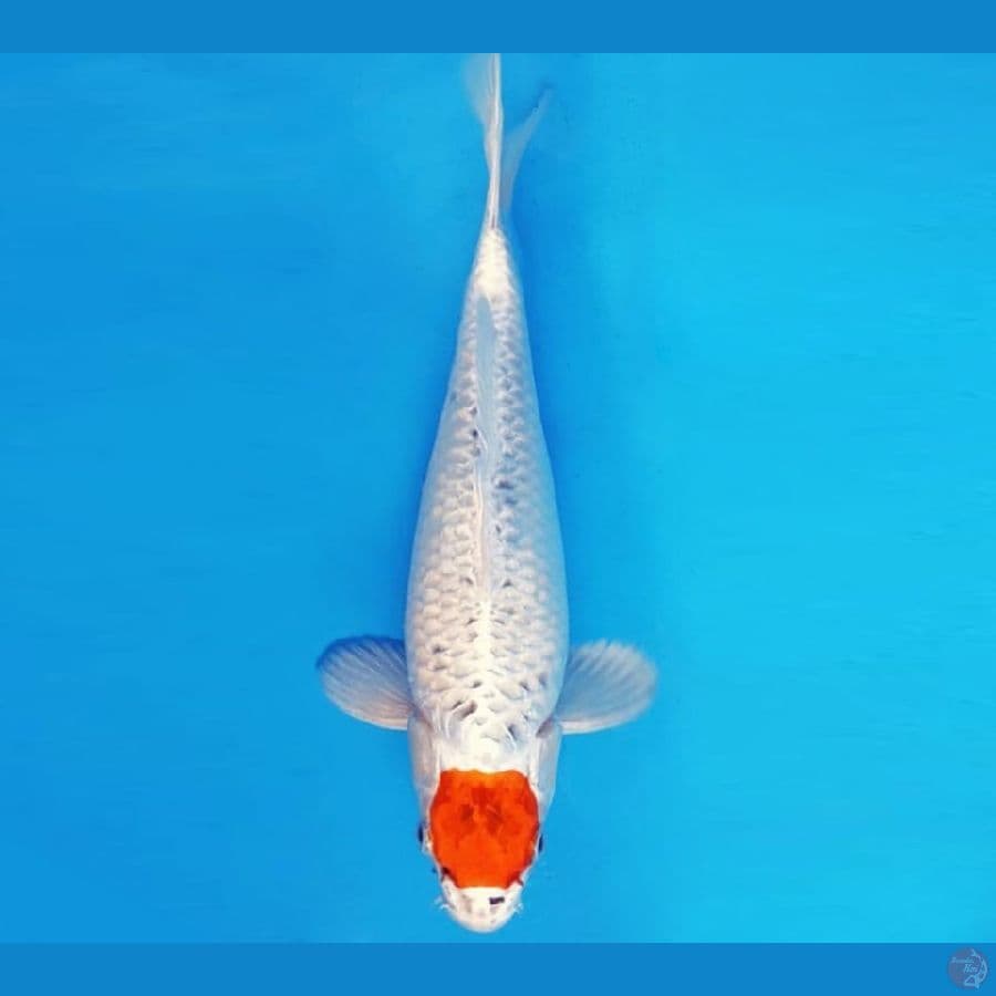KYOSO 18 - TANCHO KUJAKU 29 cm/fm ®