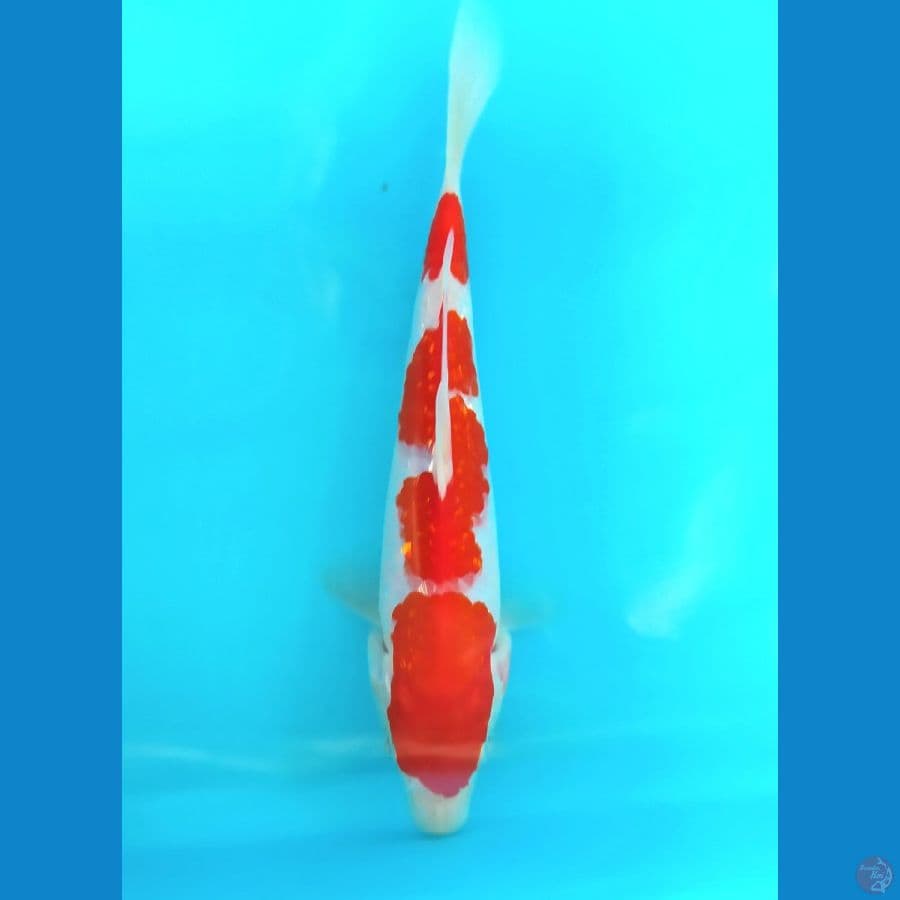 KOHAKU GINRIN 20 CM