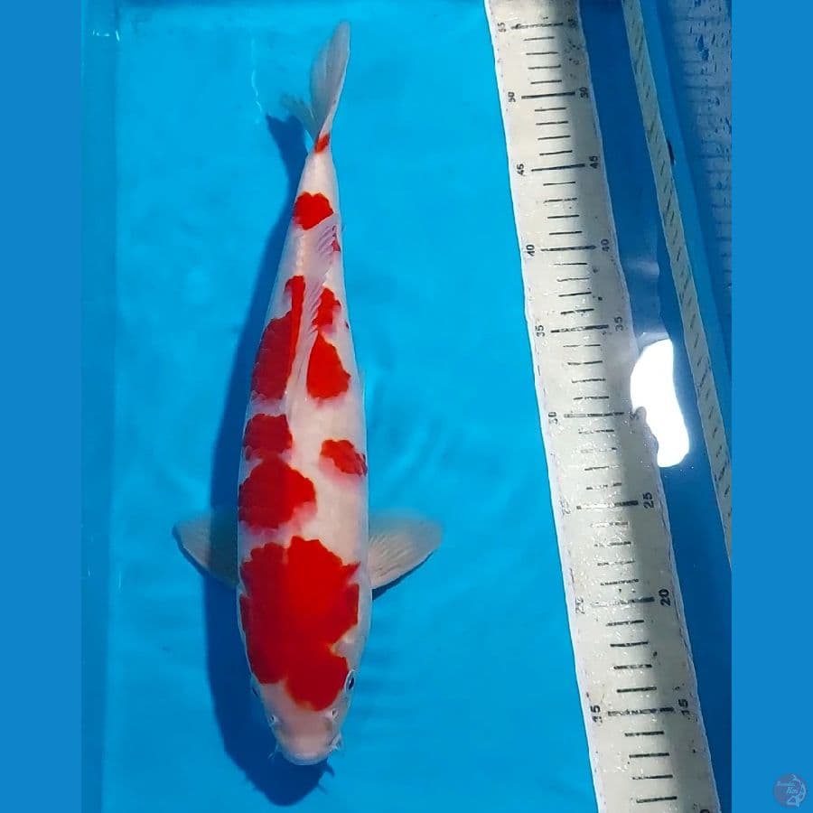ORIGINAL KOHAKU 38 CM