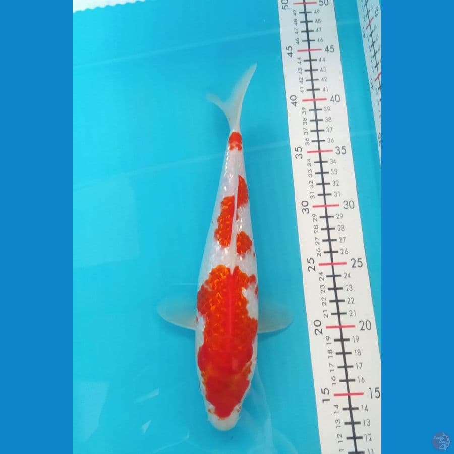 Kohaku Ginrin Male 27CM