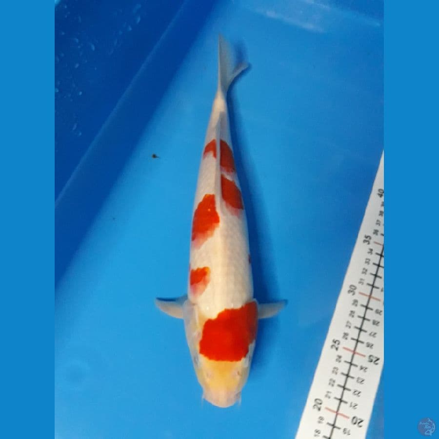 kohaku 33