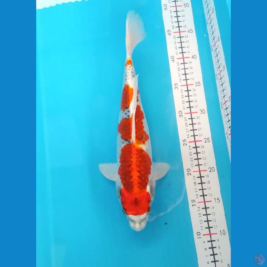 Kujaku Male 34CM