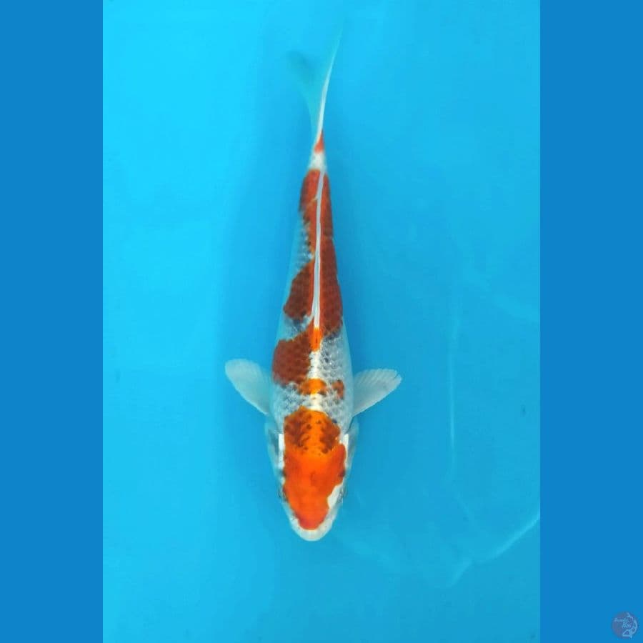 Kujaku Male 15CM