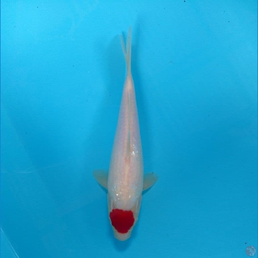 tanco 23cm