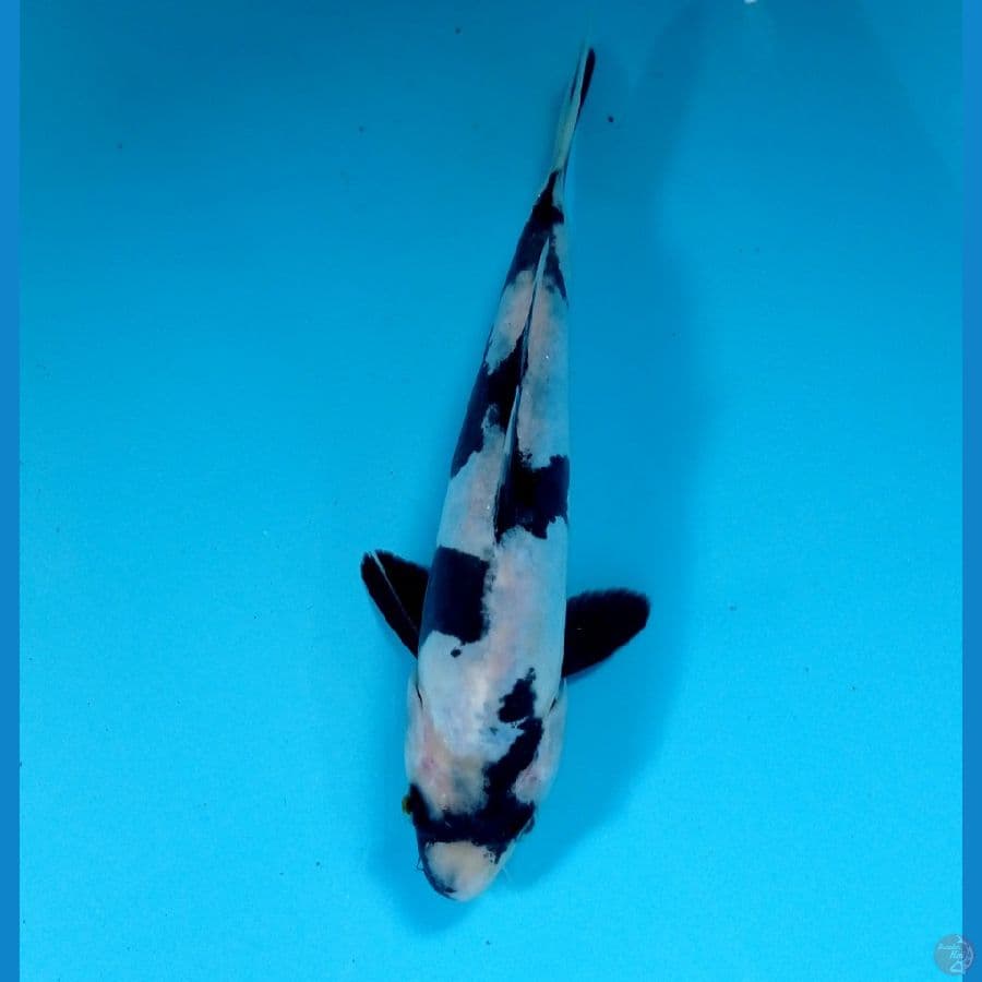 shiro doit 19 cm