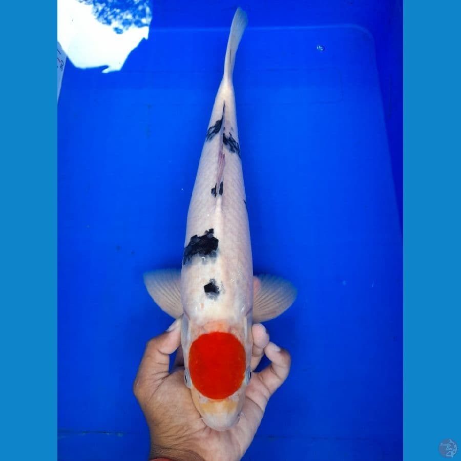 Tancho Sanke Size 40cm