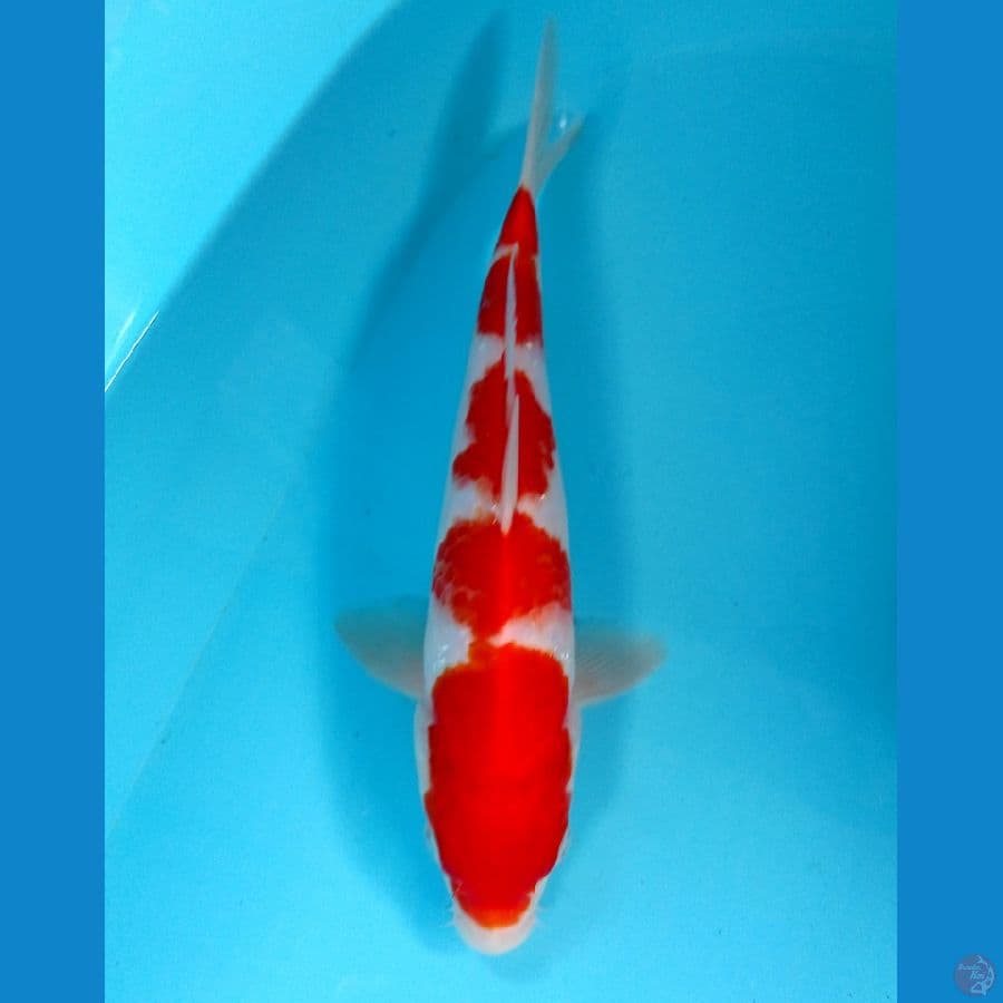 kohaku 27 cm