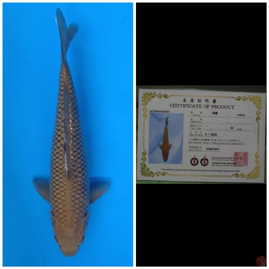 Ogata Chagoi