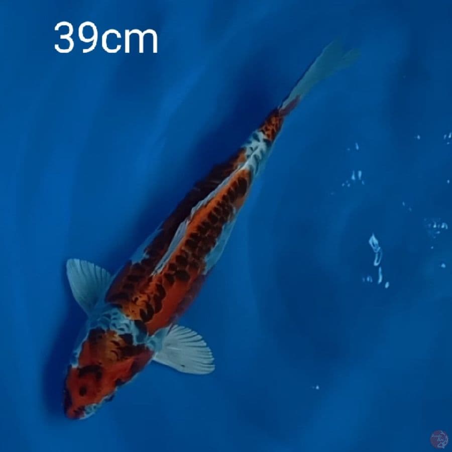 beni kikokuryu 39cm