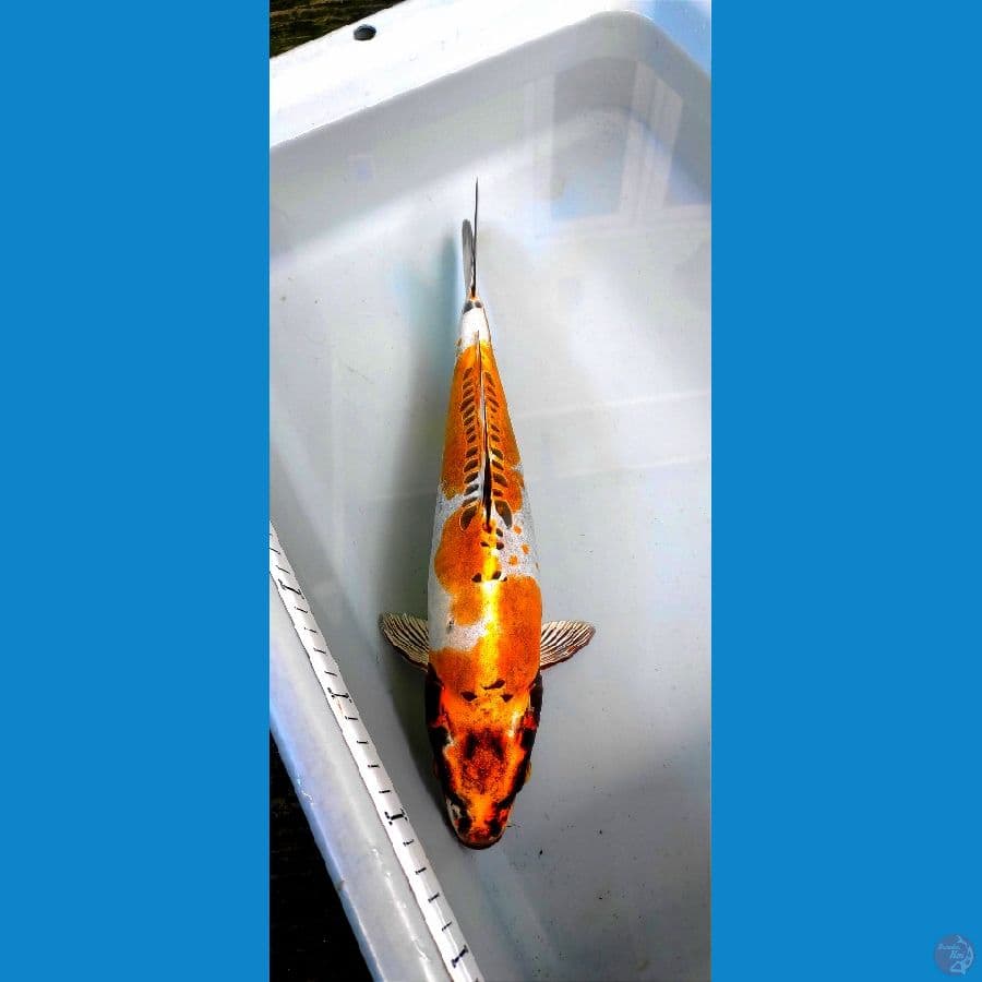 kikko 35cm
