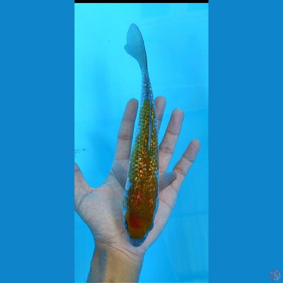 Ochiba Ginrin 24cm