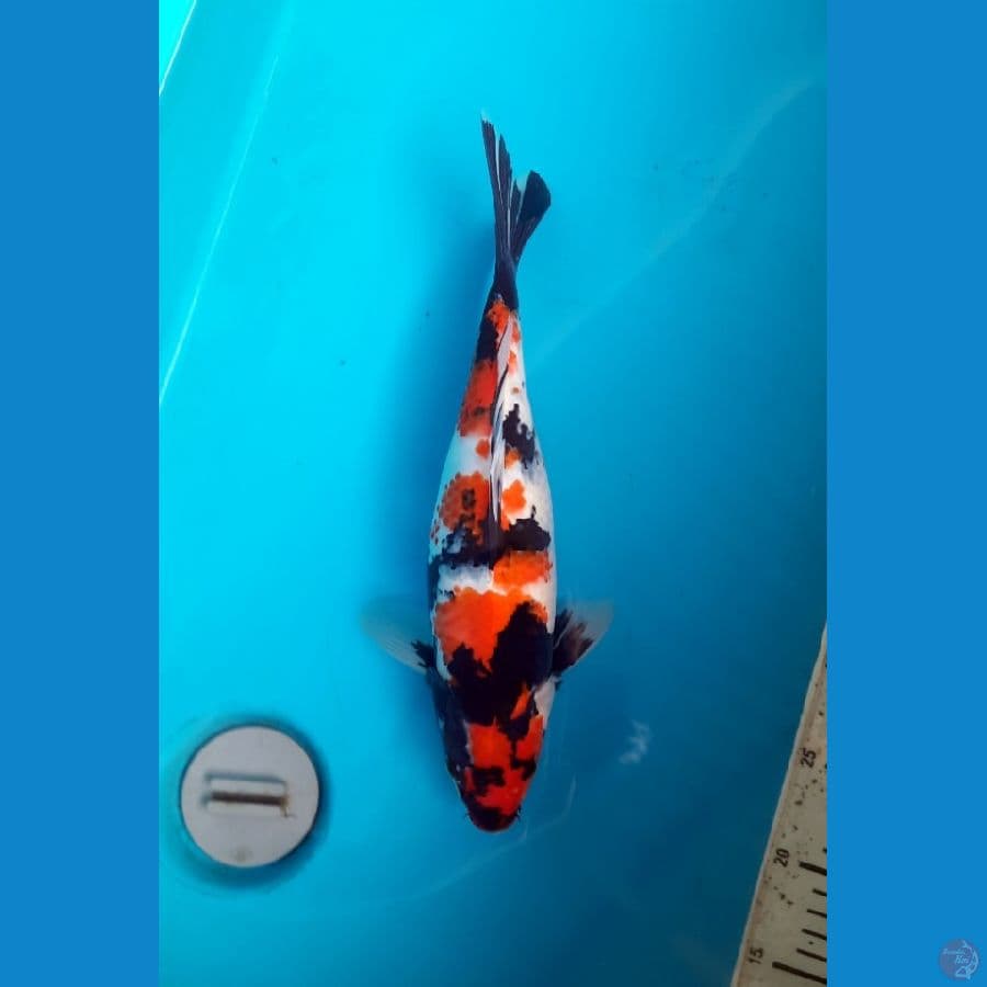 Showa 34cm Female