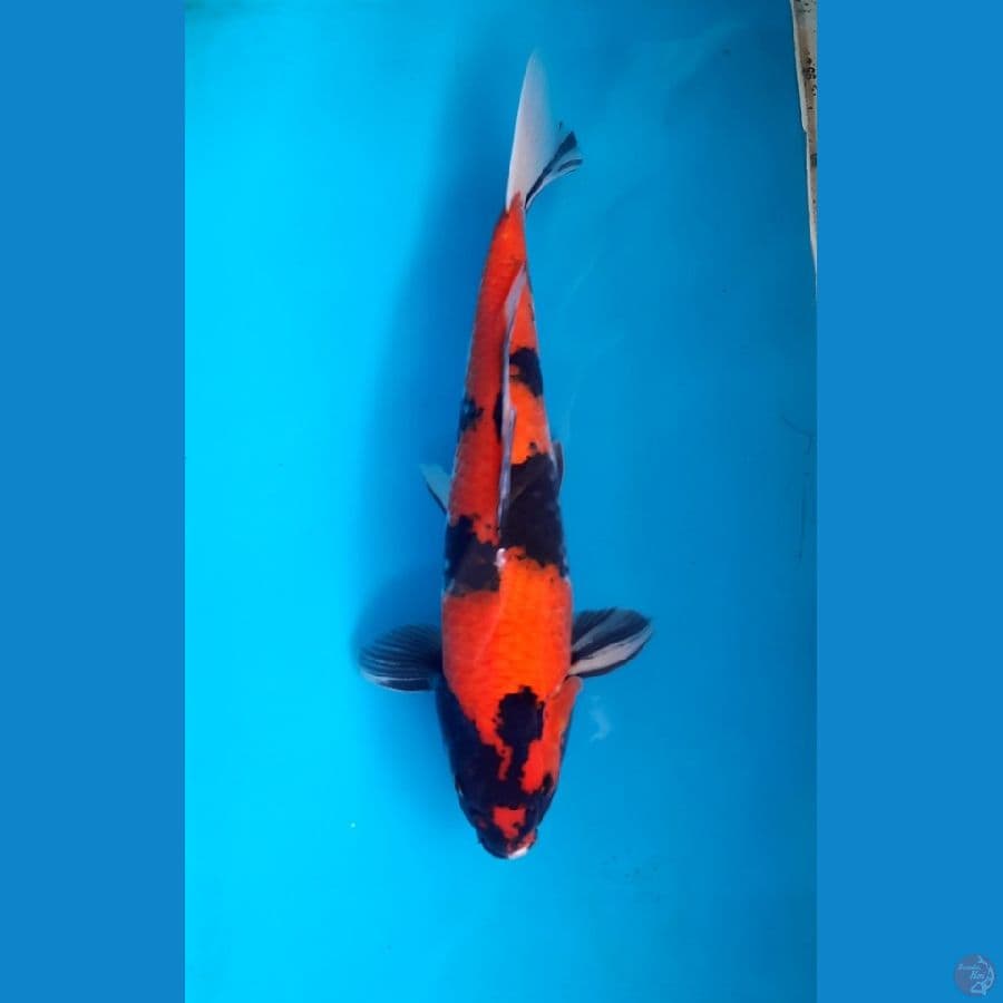 Hi showa 40cm Male