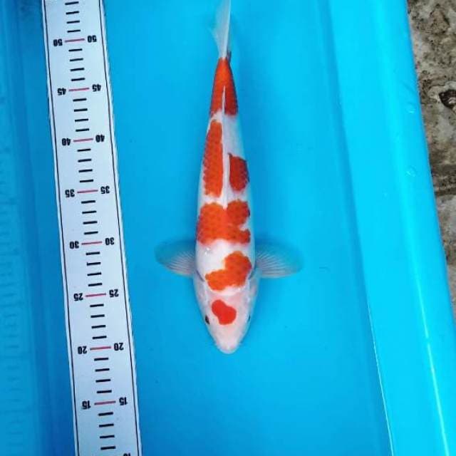 GOOD PATTERN KOHAKU