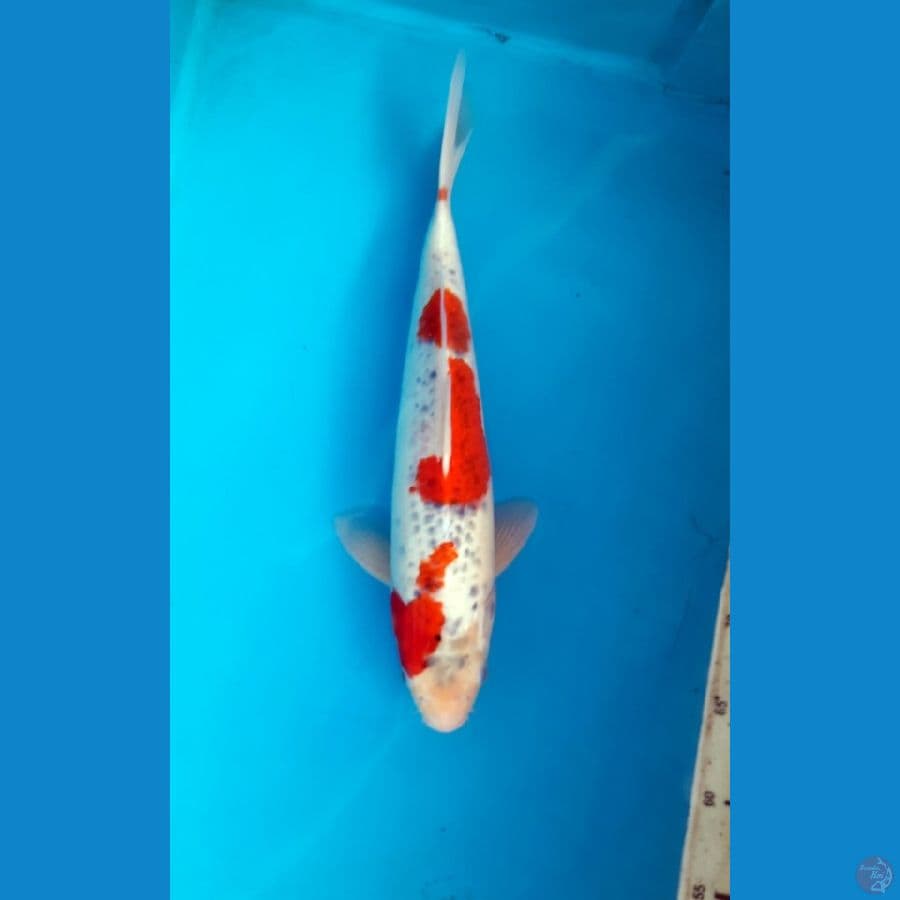 Goshiki 37cm Male