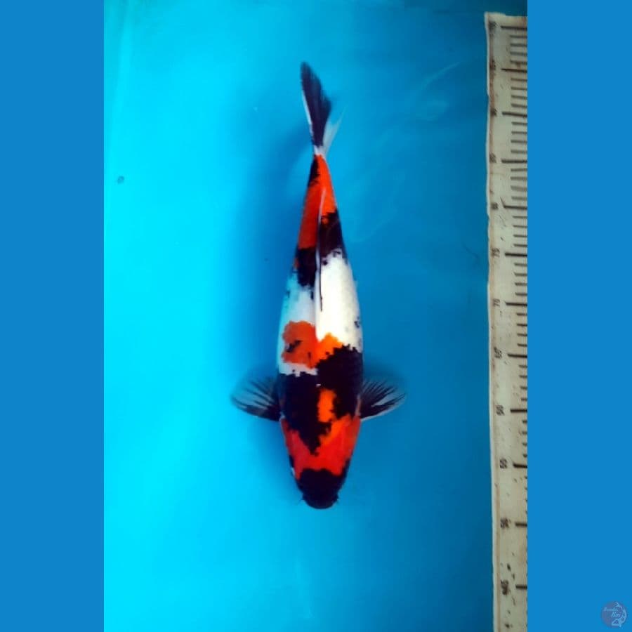 Showa 39cm Female