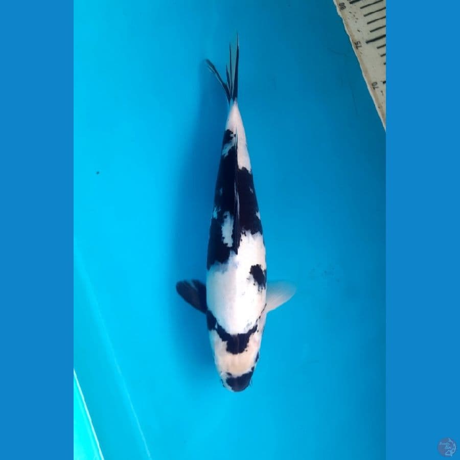 Shiro 36cm Female