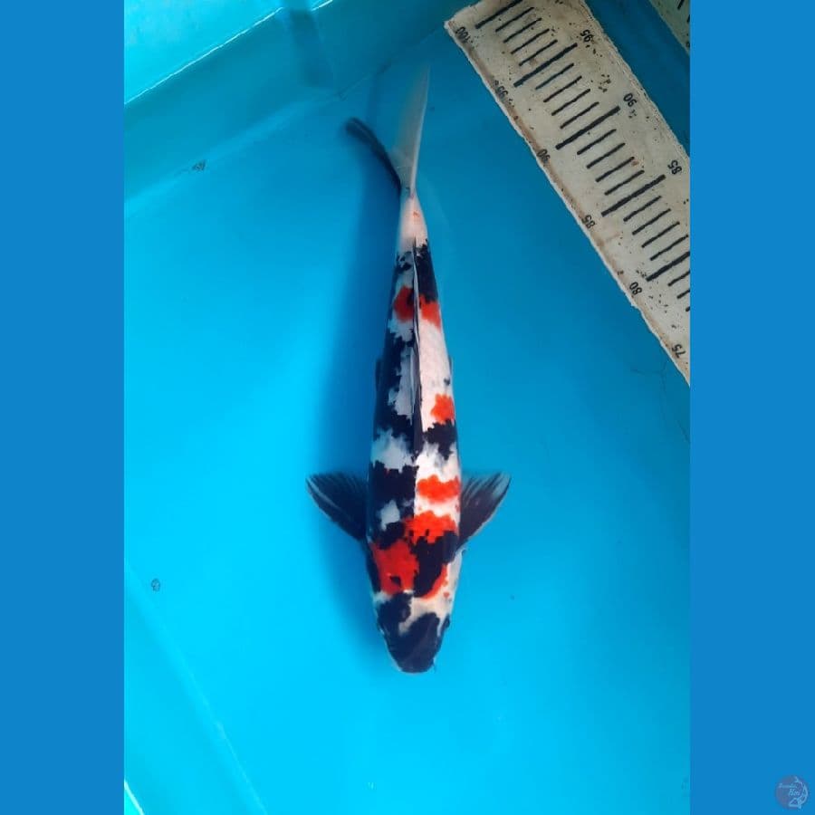 Showa 37cm Male