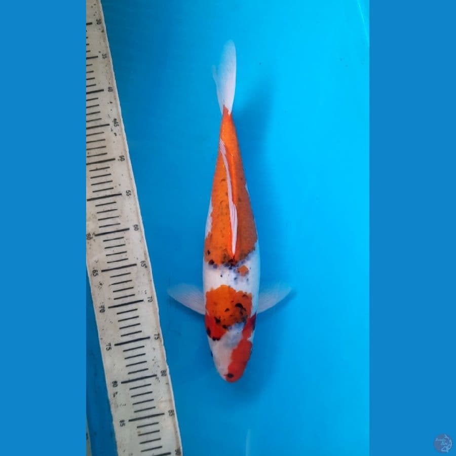 Goshiki 43cm Female