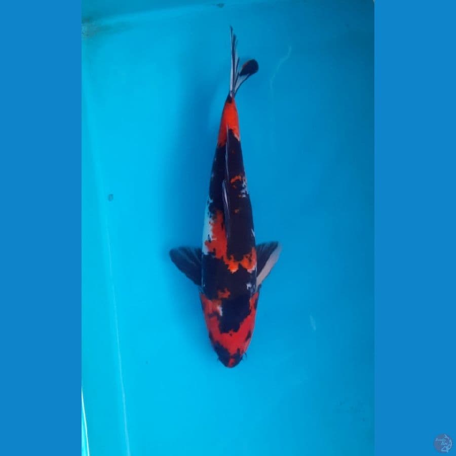 Showa 37cm Male