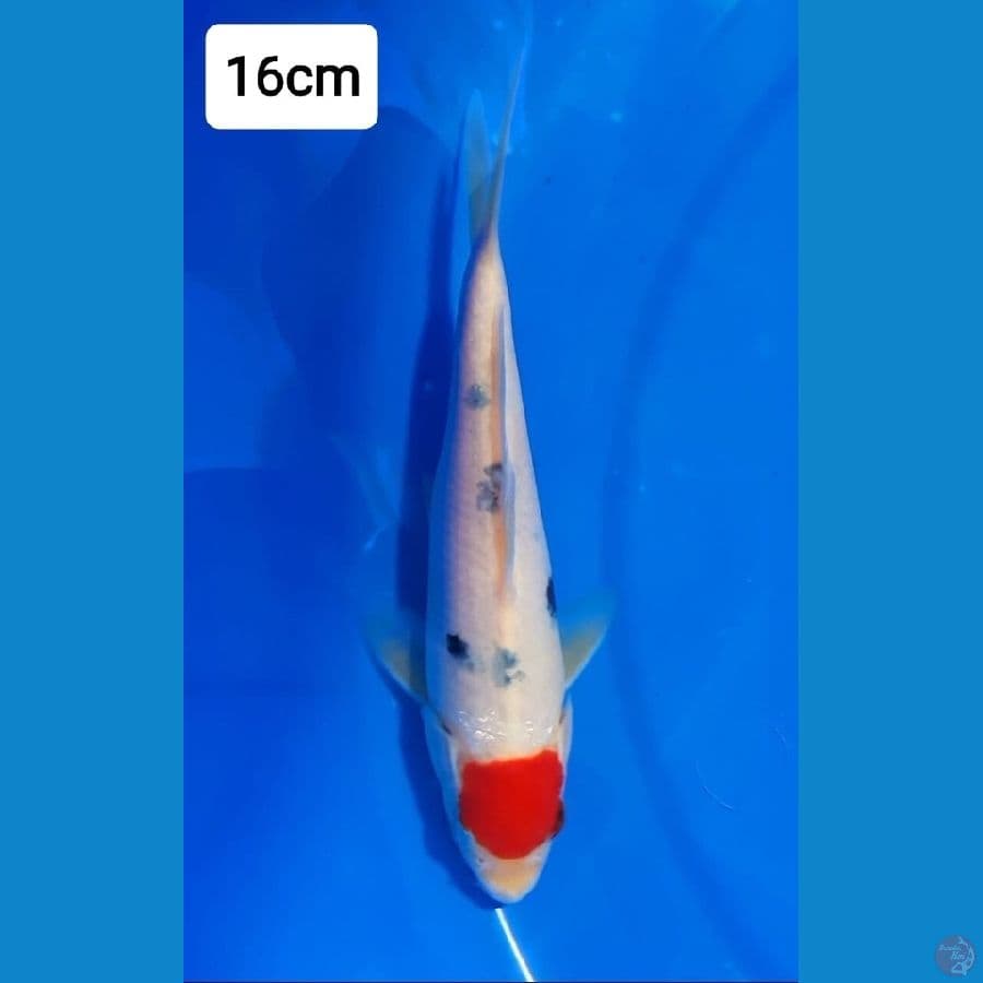 Tancho 16 cm