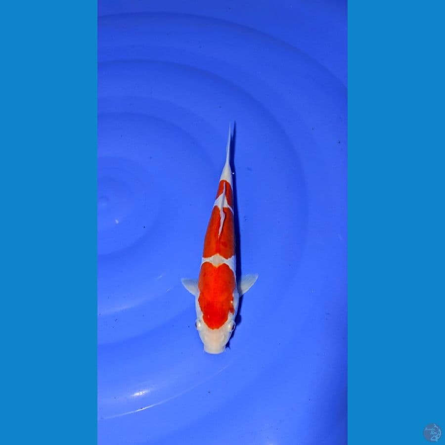 KOHAKU DOITSU