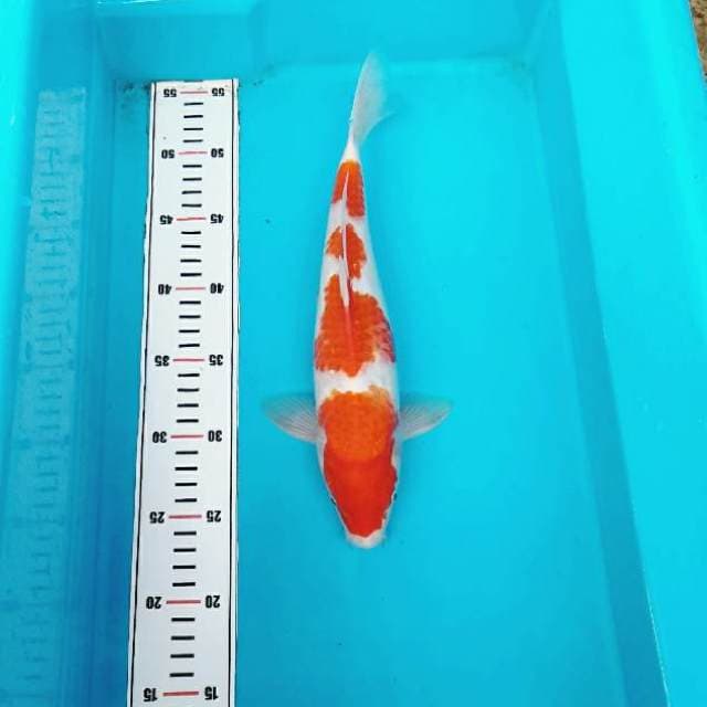 SANDAN KOHAKU