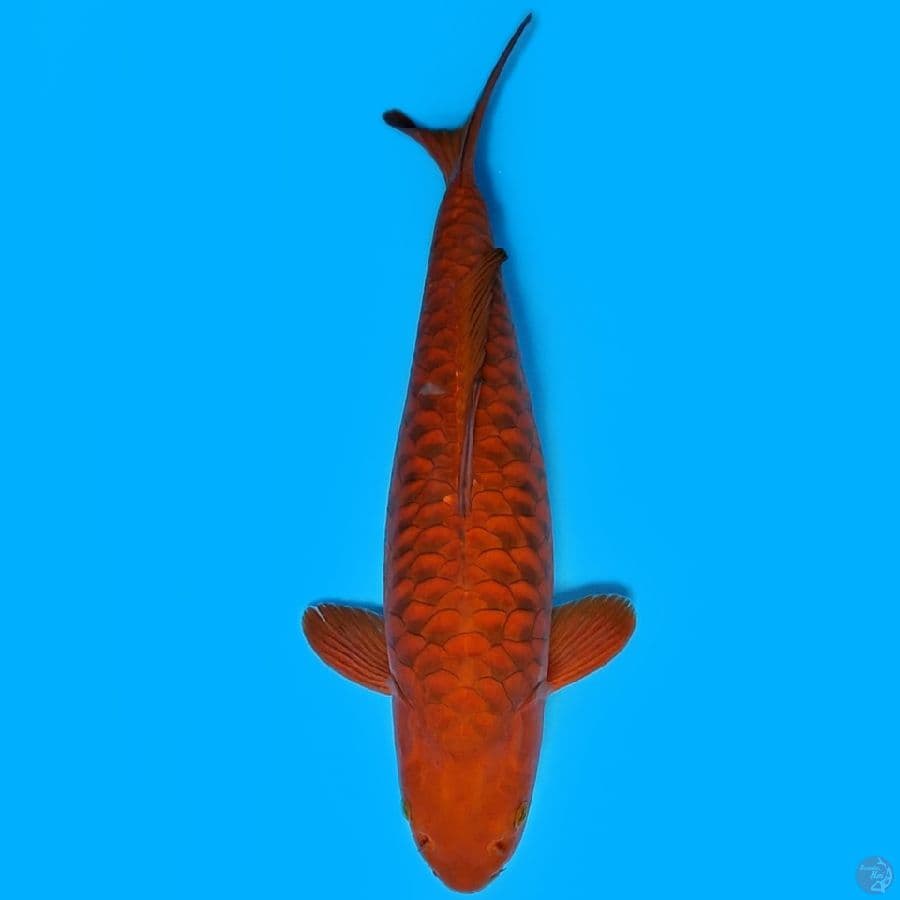 Chagoi Aragoke 50cm bulky