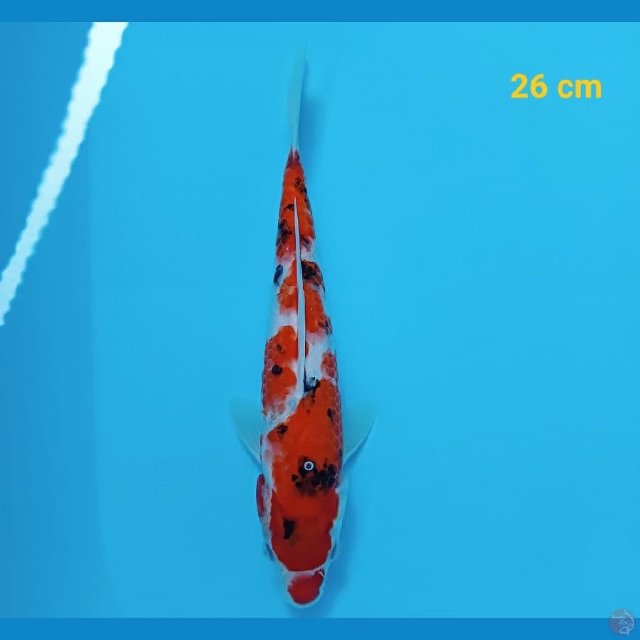 sanke 26 cm
