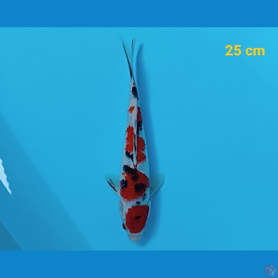 sanke 25 cm