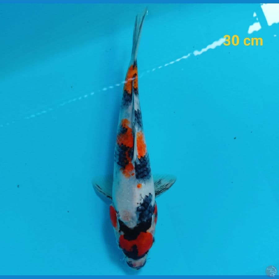 maruten showa 30 cm