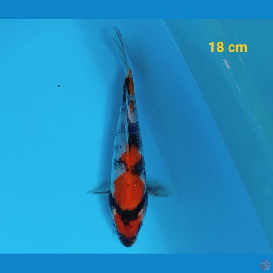 maruten showa 18 cm