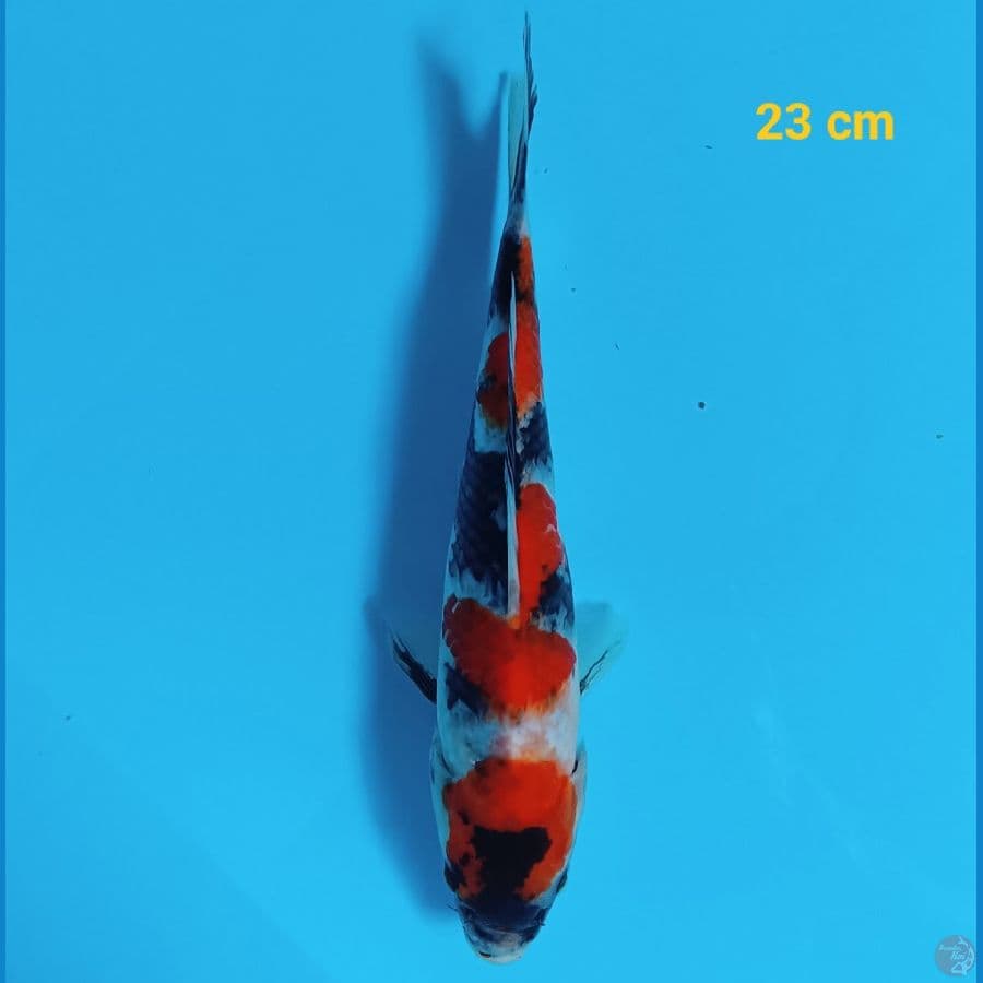showa step 4 ,23 cm