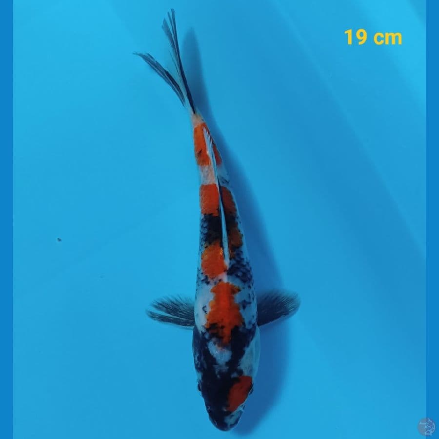 maruten showa 19 cm