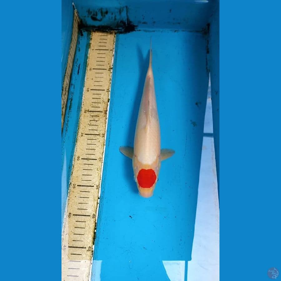 Tancho 32cm male