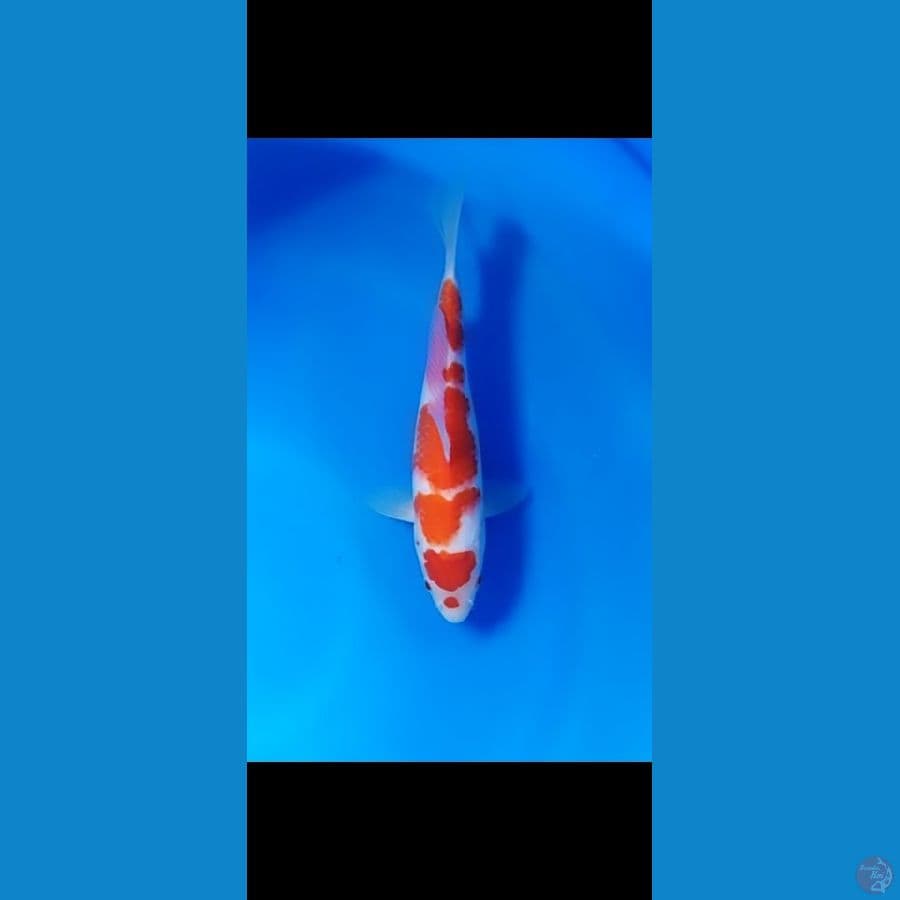 kuhaku 29cm