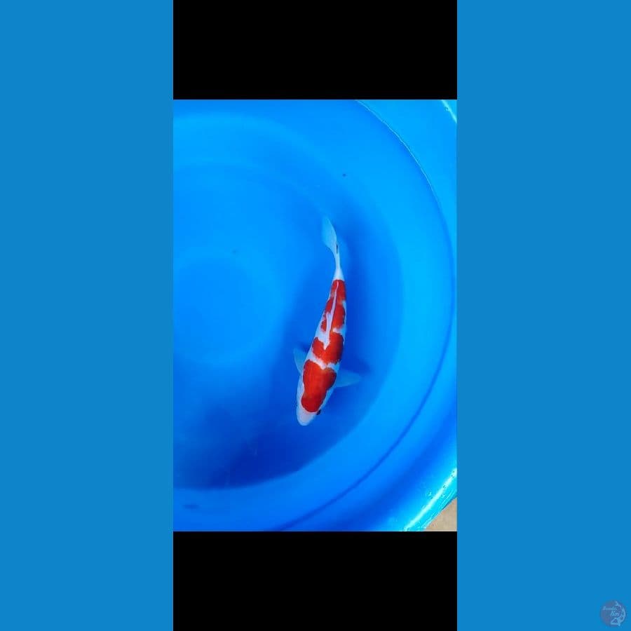kuhaku 33cm