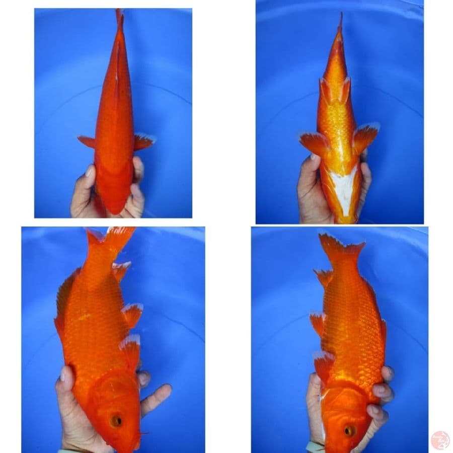 MKC KOI GRUB