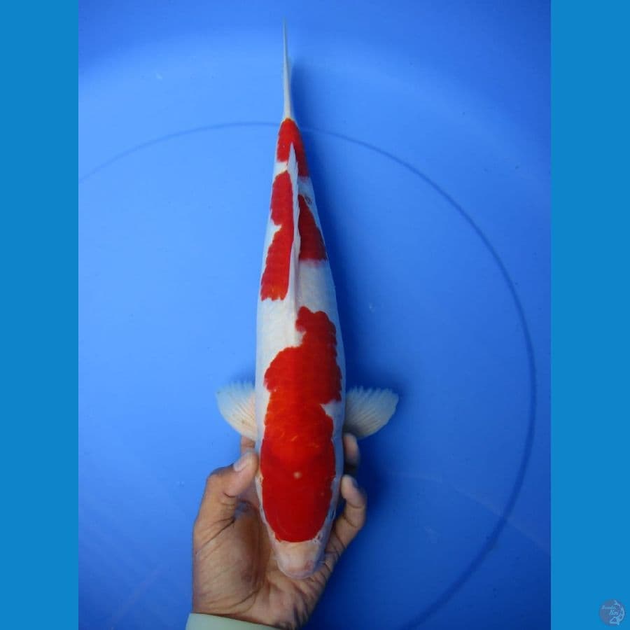 MKC KOI GRUB