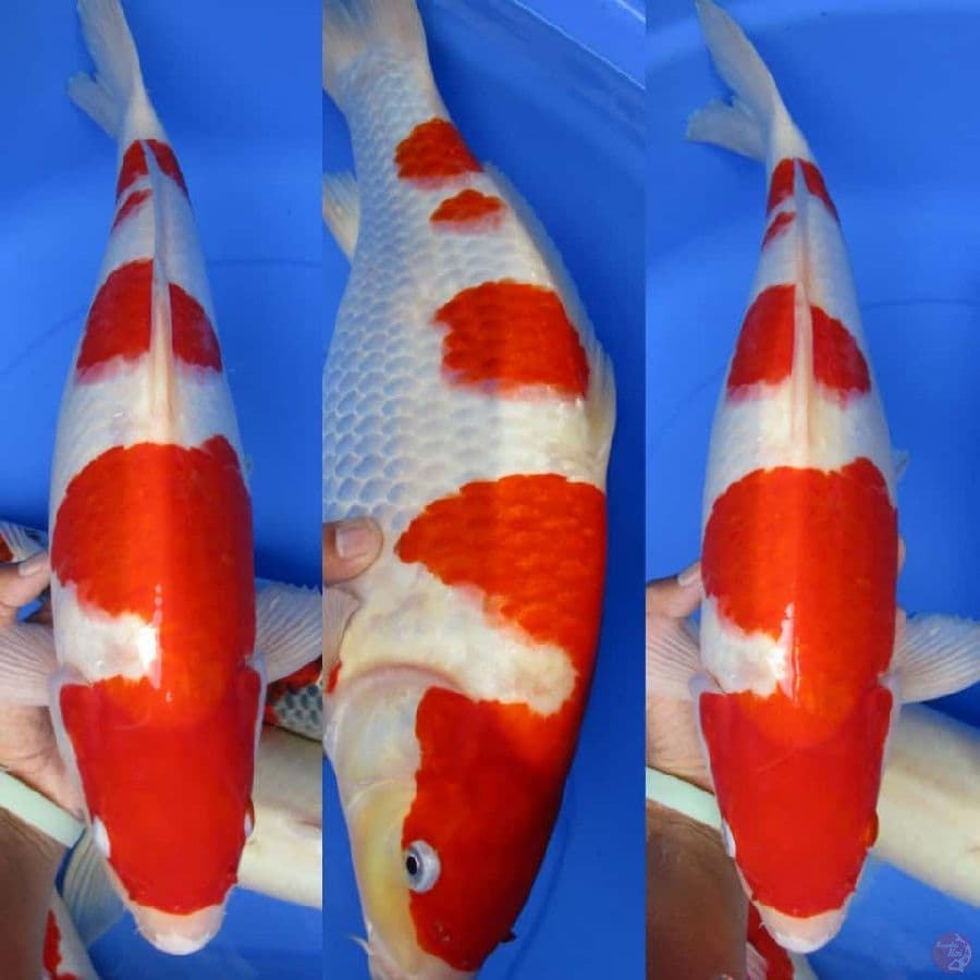 MKC KOI GRUB