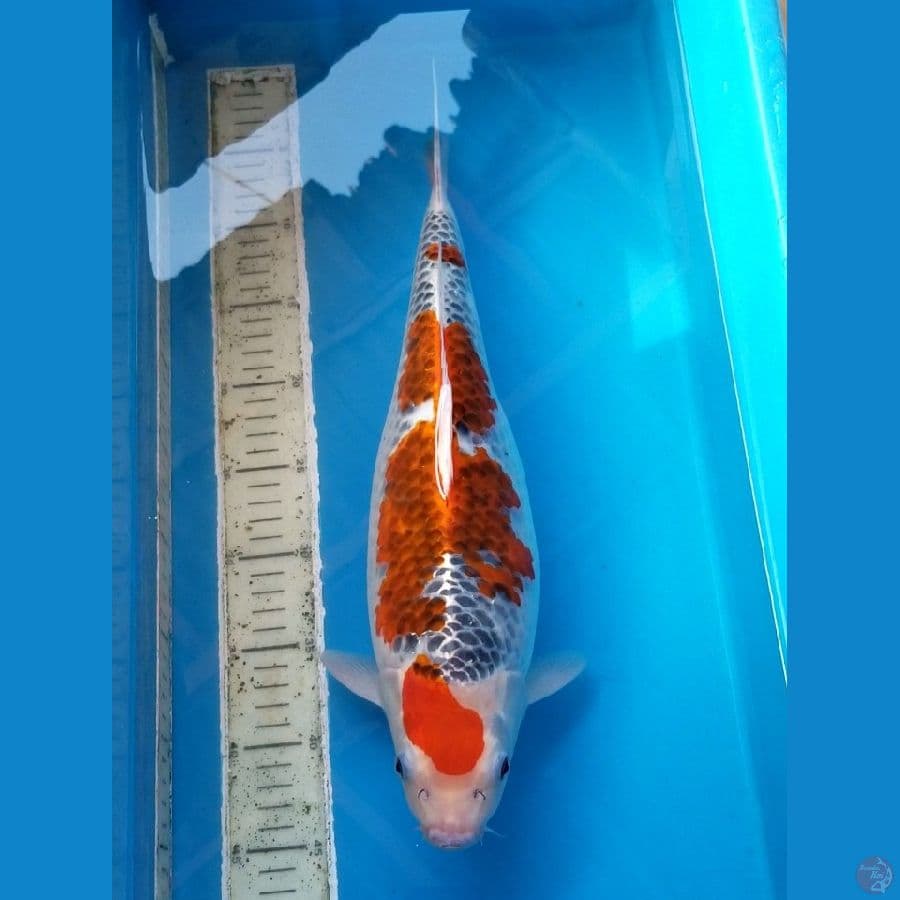GOSHIKI 42 CM FEMALE