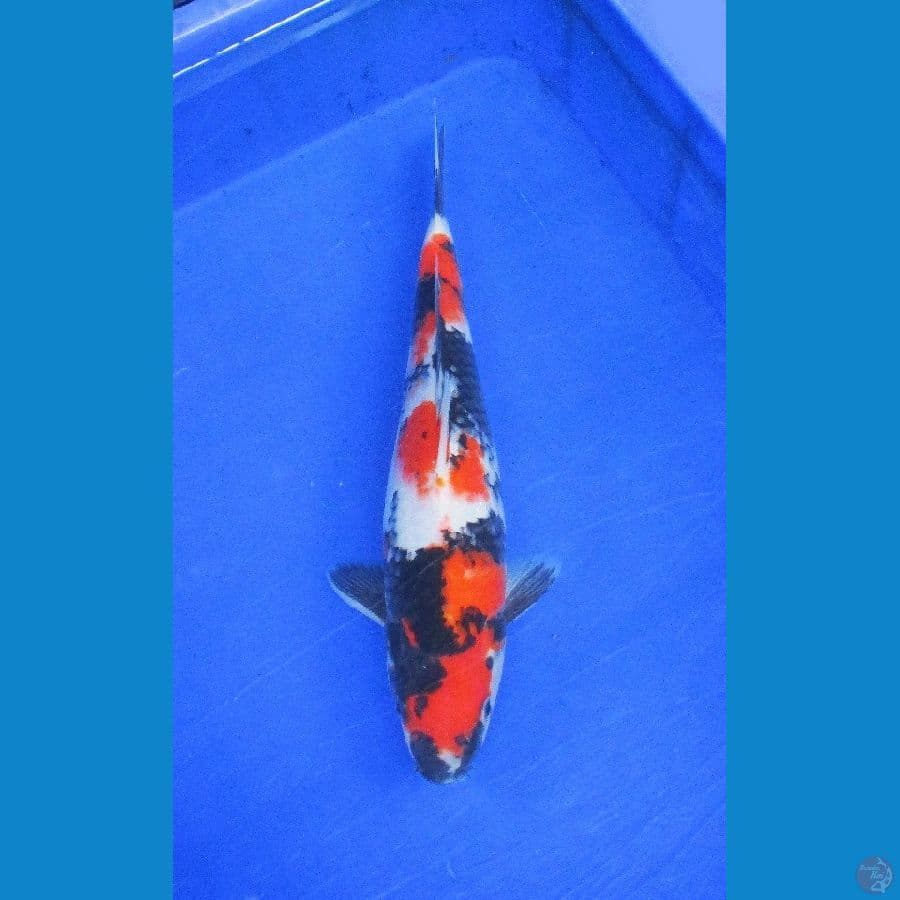 showa ±35cm
