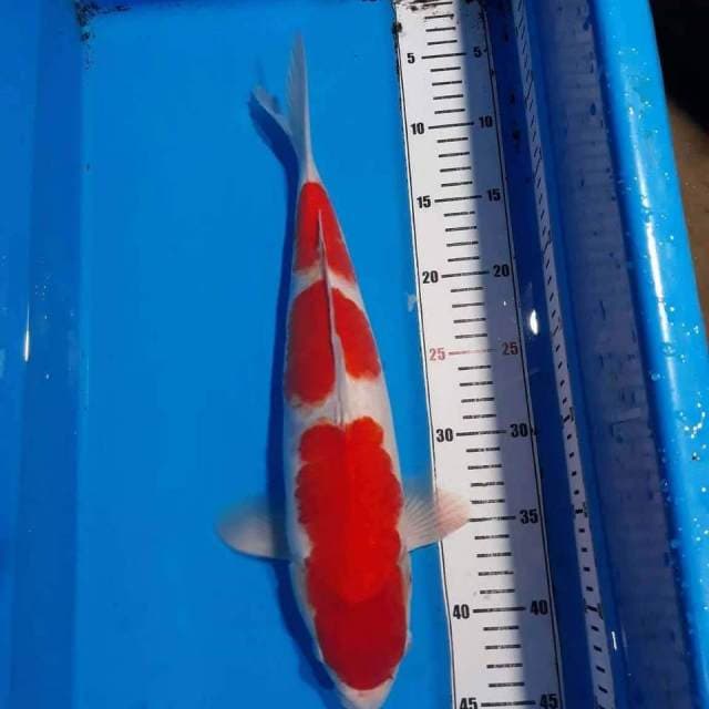 RED KOHAKU JUMBO
