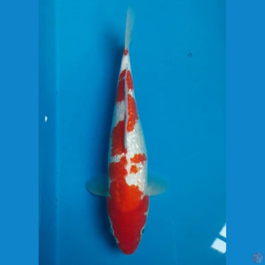 Kohaku Ginrin 32 cm