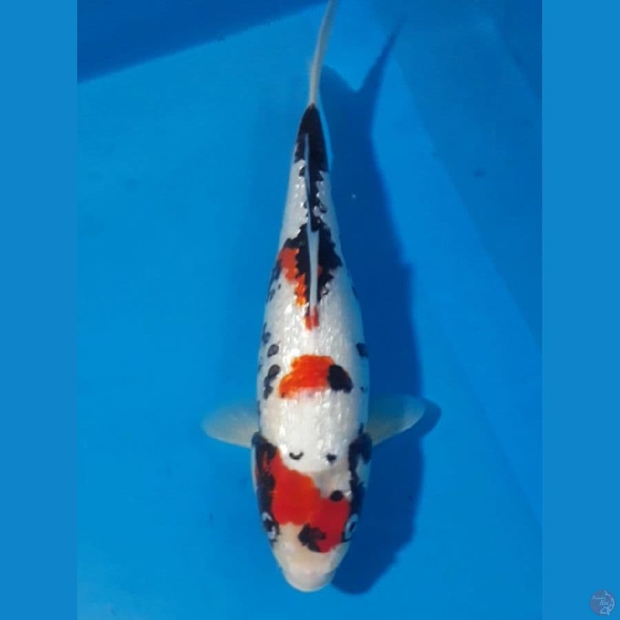 Kawabake Ginrin 30 cm